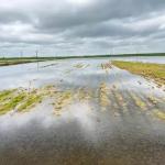 WhatsApp Image 2026-04-11 at 19.39.08